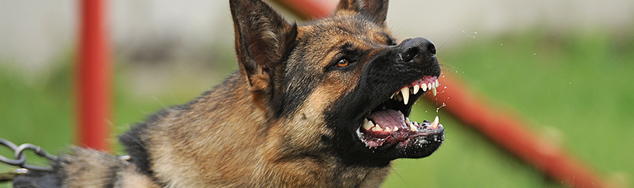 A dog barks viciously while baring his teeth